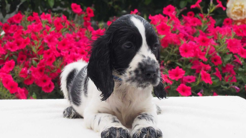 Cocker spaniel angielski