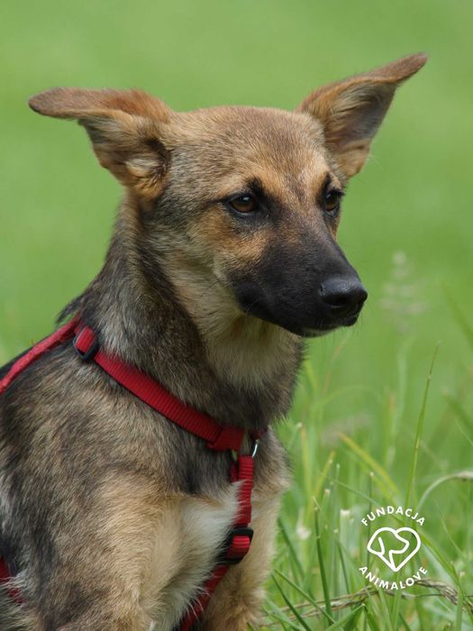 Piękna, mała i delikatna sunia szczeniak