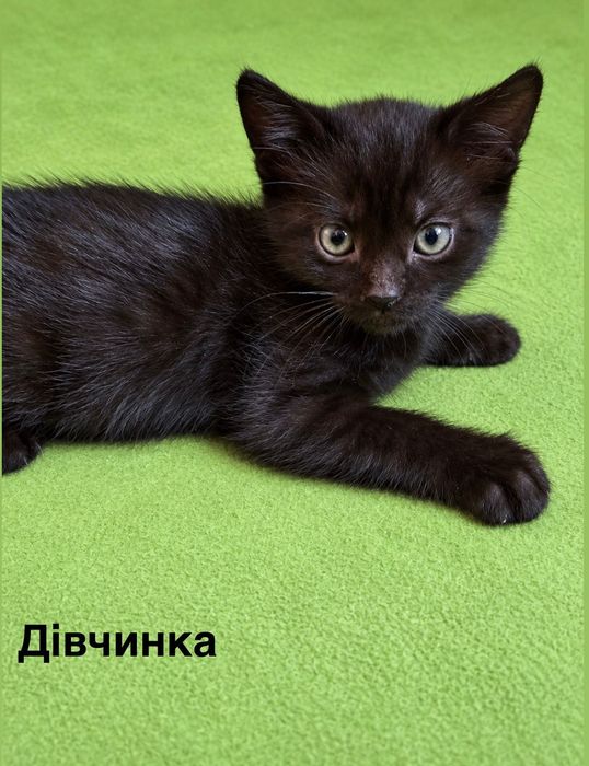 Кошенята шукають дім