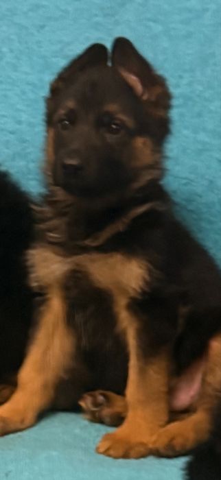 Щенки немецкой овчарки