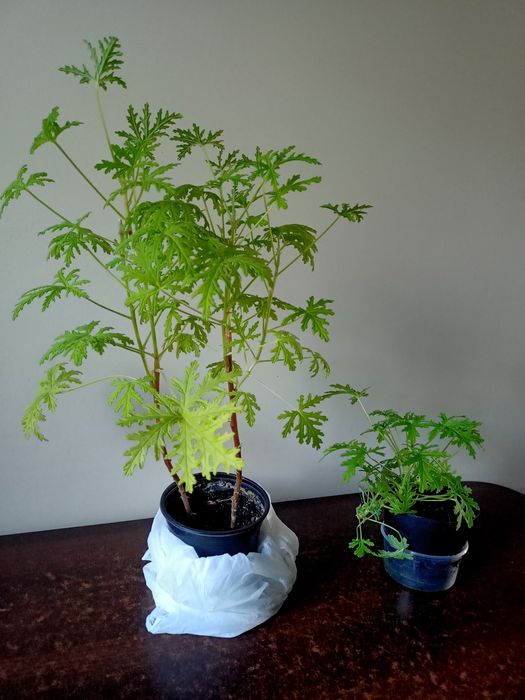 Angina młode sadzonki