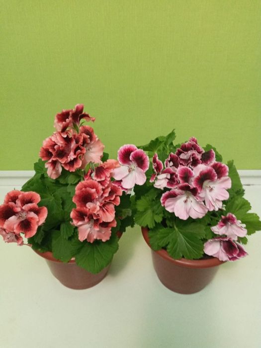 Королівська пеларгонія свіжозріз