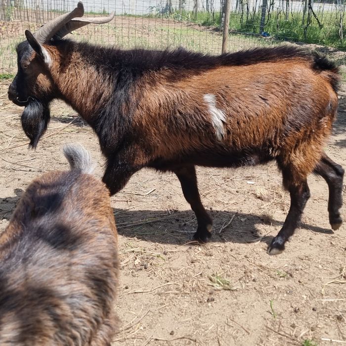 Cabrito / Bode com 20 meses de idade