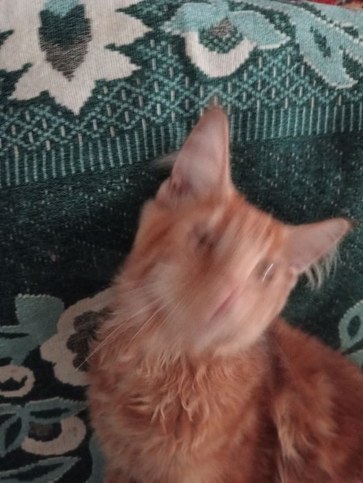 Кошеня Мейн -куни