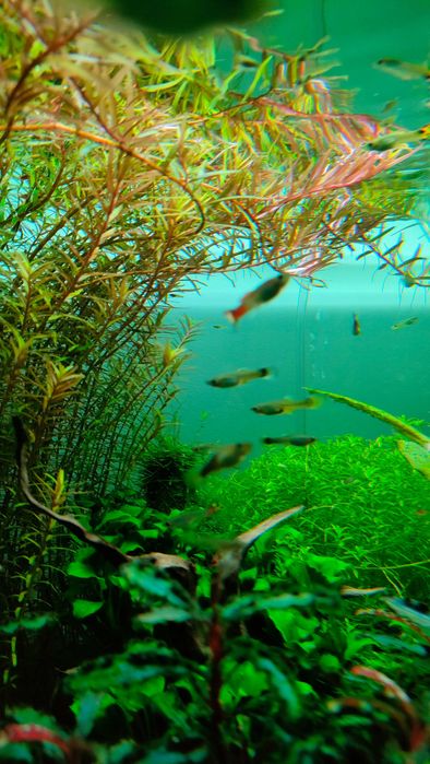 Guppys machos e fêmeas