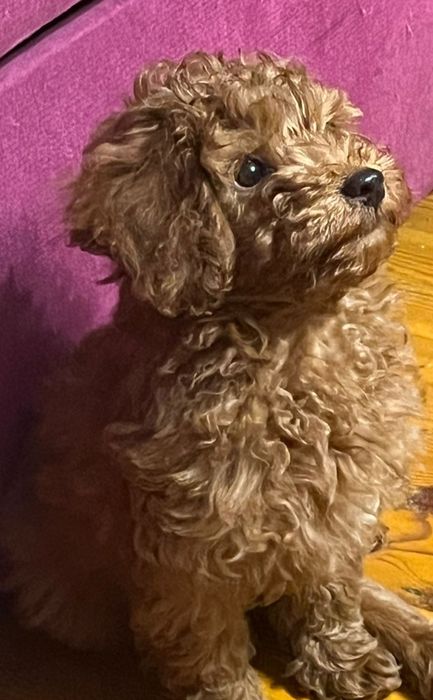 Pudel miniaturowy suczka odbiór 1 maj