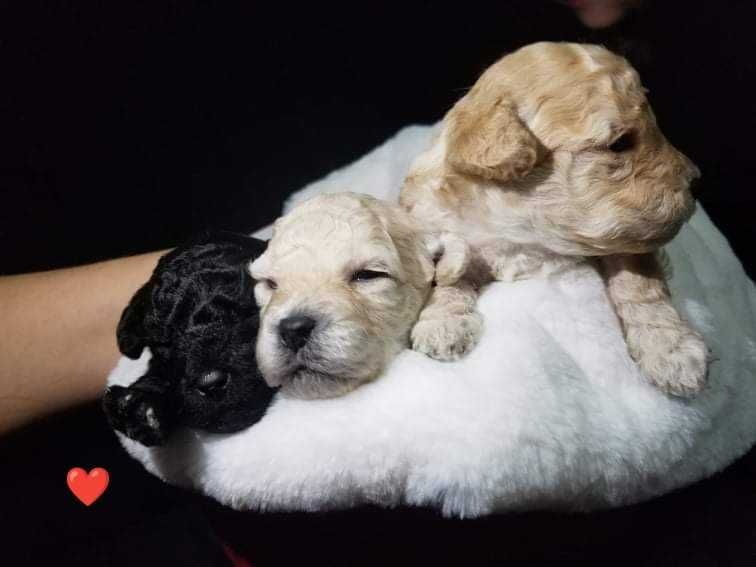 szczeniak pudla miniaturowego. Białe.