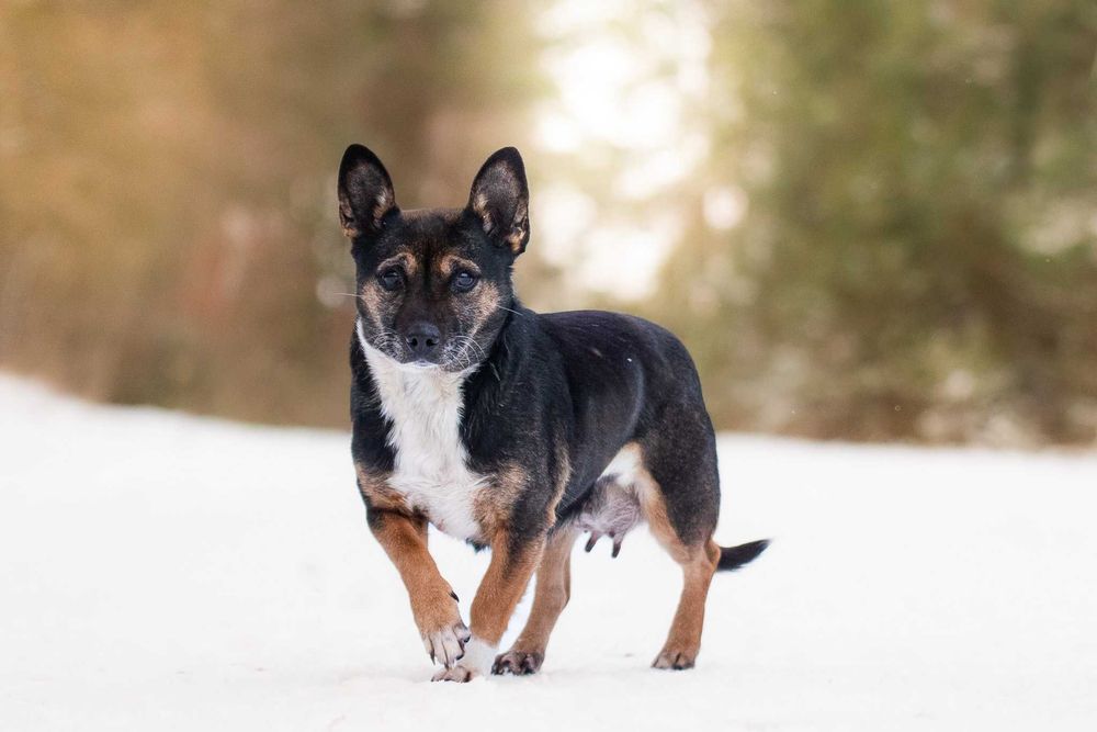 Yamarica: łagodna i spokojna słodzinka