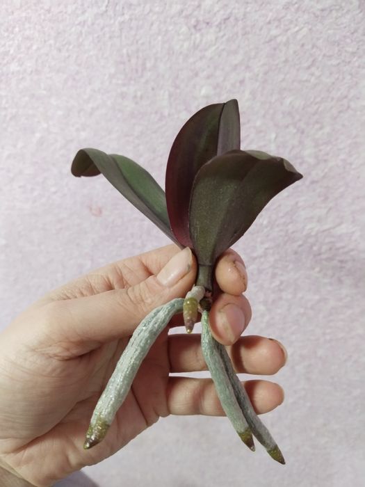 Продам діток орхідеї