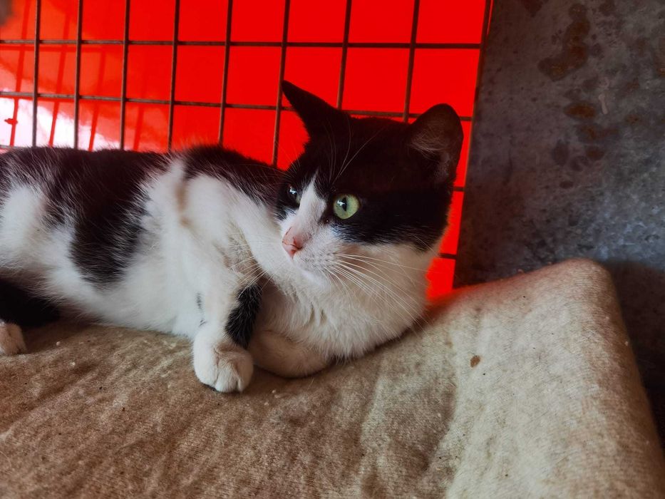 Kot Diego szuka domu