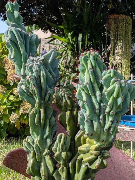 Cato Azul  Cereus Monstrosus 80x50cm