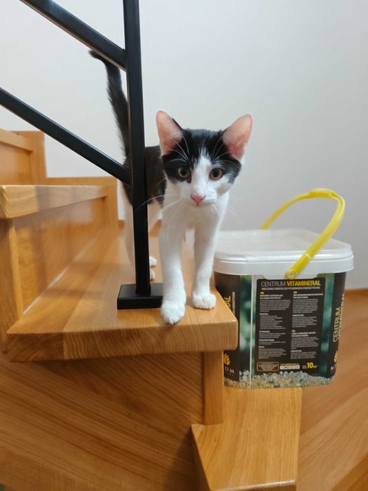 Pędzi na kolana i mruczy jak traktorek – adoptuj słodkiego Oreo!