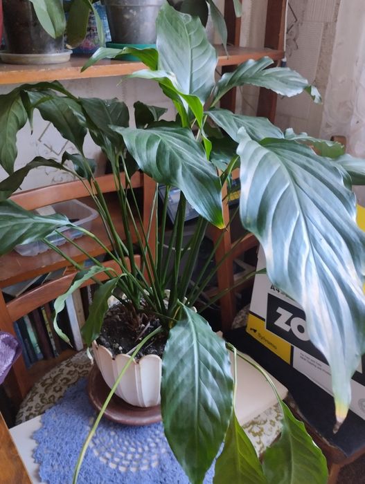 Продам квіти недорого