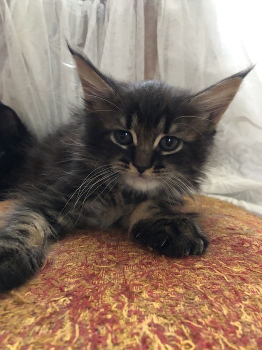 Продам Мейн Кун огромных котят