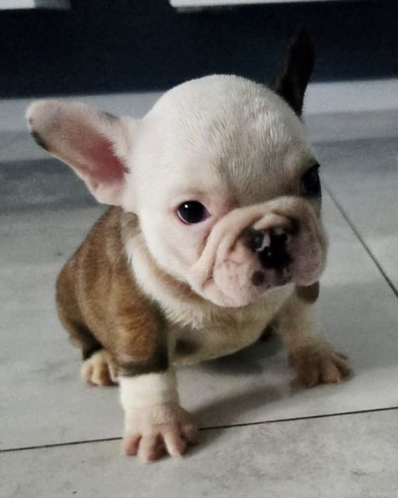 Buldog francuski tricolor