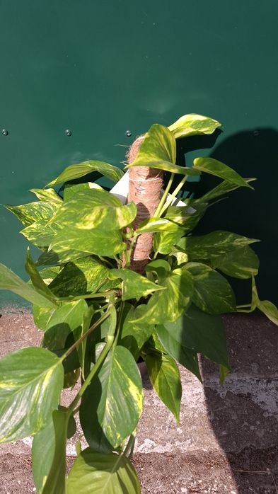Jibóia/Pothos - Epipremnum pinnatum  80cm