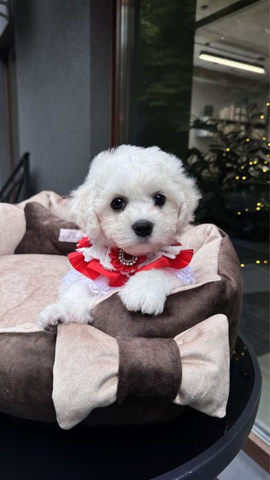 Цуценята бішон фрізе з офіційного розплідника готові до переїзду