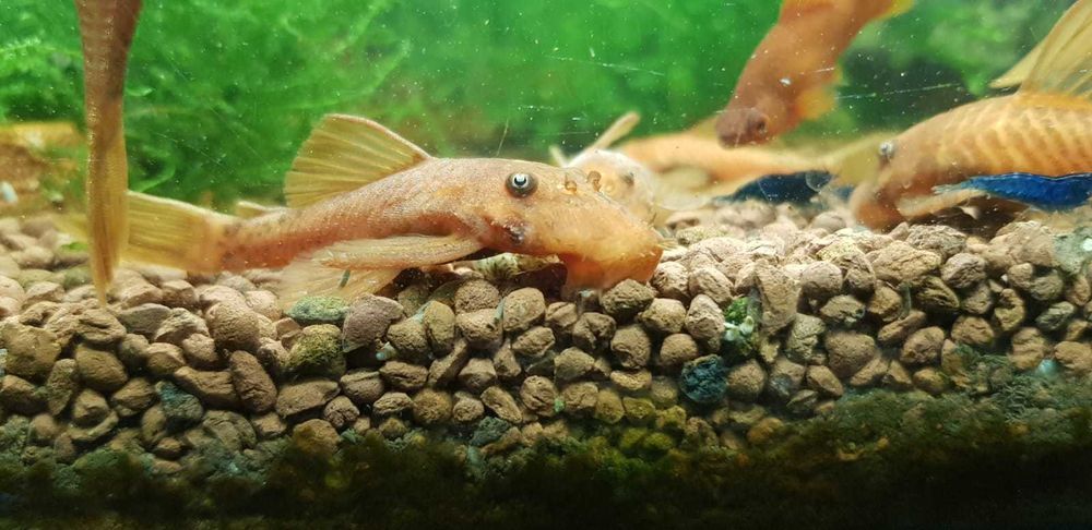 Zbrojnik czerwony (Ancistrus super red) Glonek