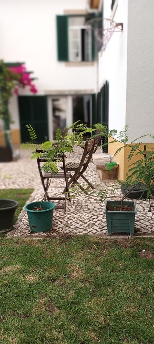 Tipuanas arvores com 2 ou mais anos