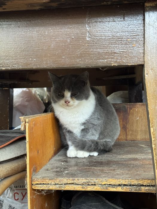 Котики в гарні руки