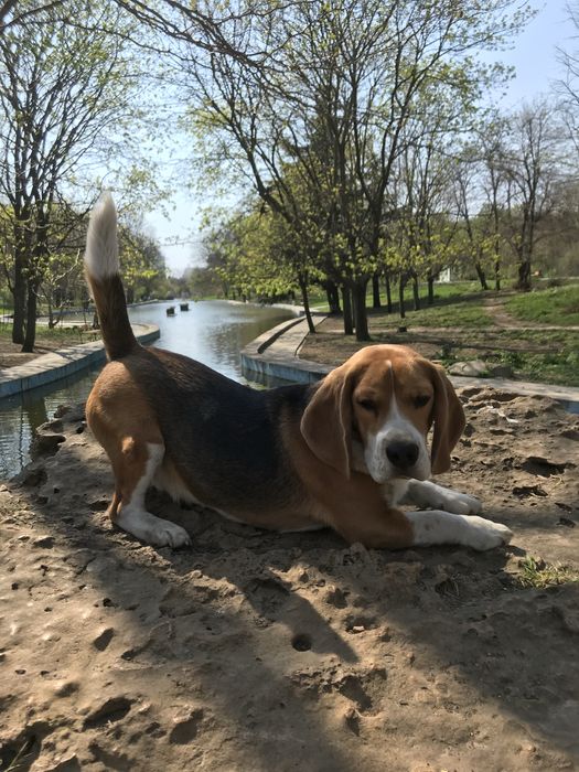 Бігль КСУ-FCI Вязка