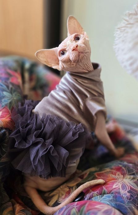 Kotka Sfinks Kanadyjski