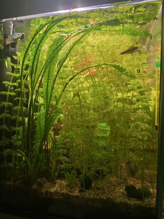 Akwarium 240L diversa + nowa szafka stan idelany