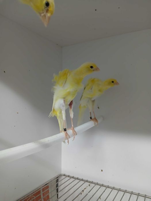 Frisados do Sul para cedência