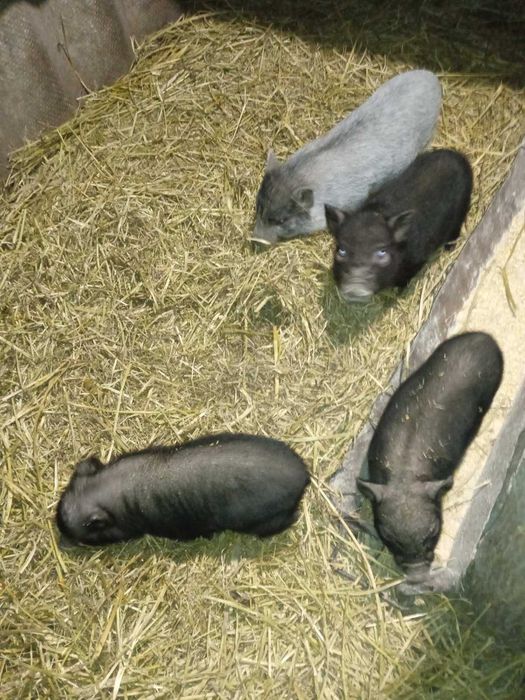 Продам Поросята В'єтнамські