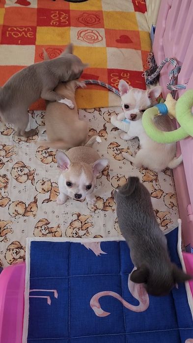 Щенки Чихуахуа!!!