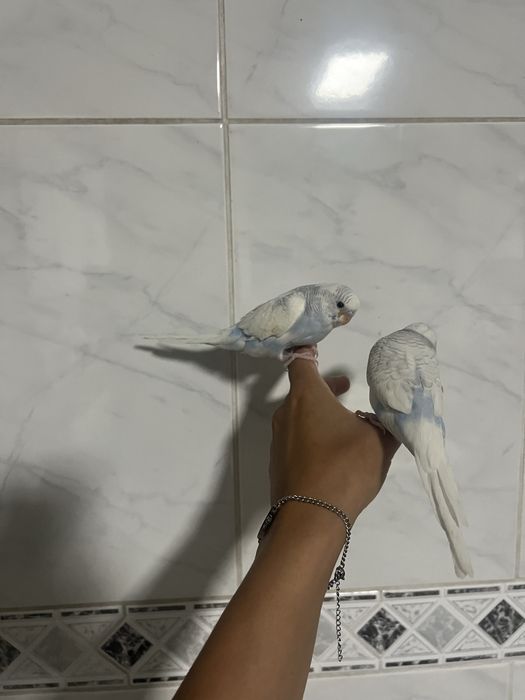 Periquitos domesticados
