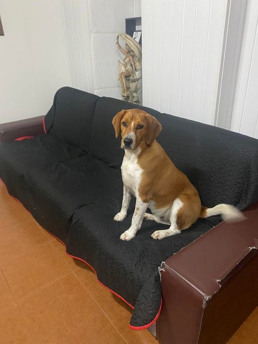 Cão, raçado de beagle