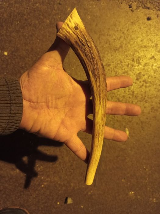 Corno / chifre com cerca de um palmo.