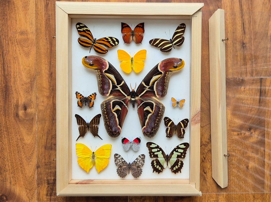 Gablotka motyle Archaeoattacus Diaethria Marpesia i inne na ścianę