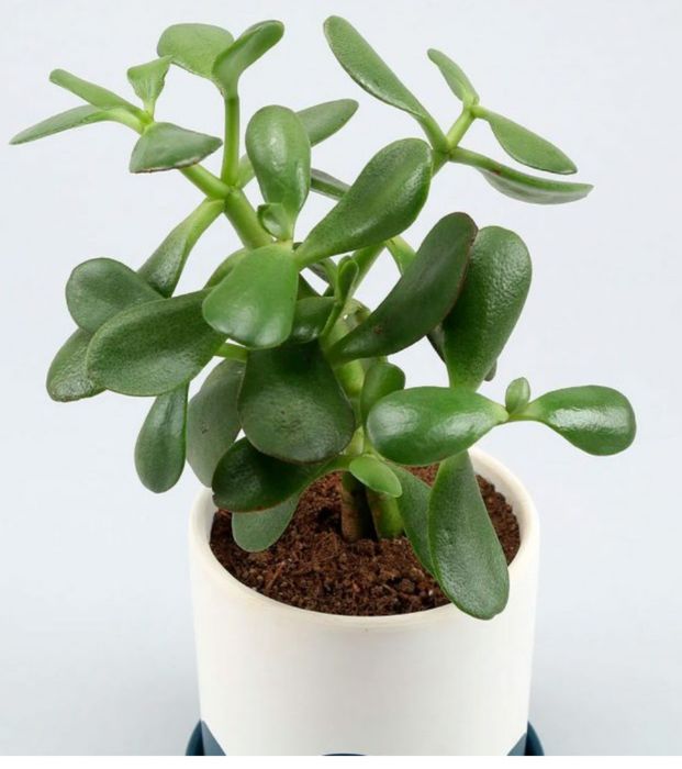 Денежное дерево, Красула . Толокнянка