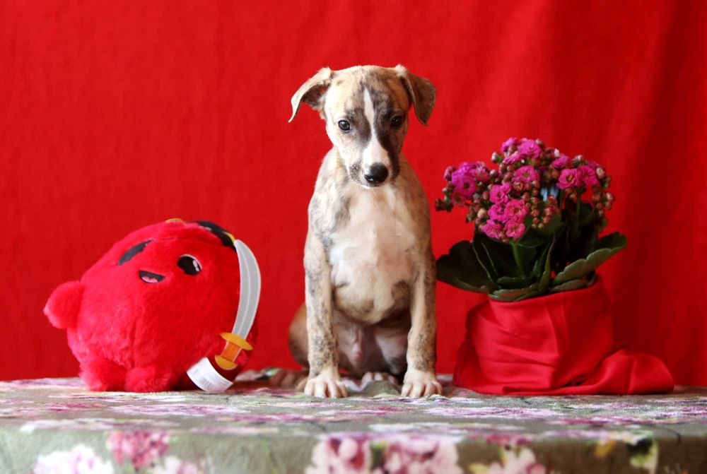 Whippet Chart angielski ZKwP/FCI niezwykłej urody piesek SIMBA