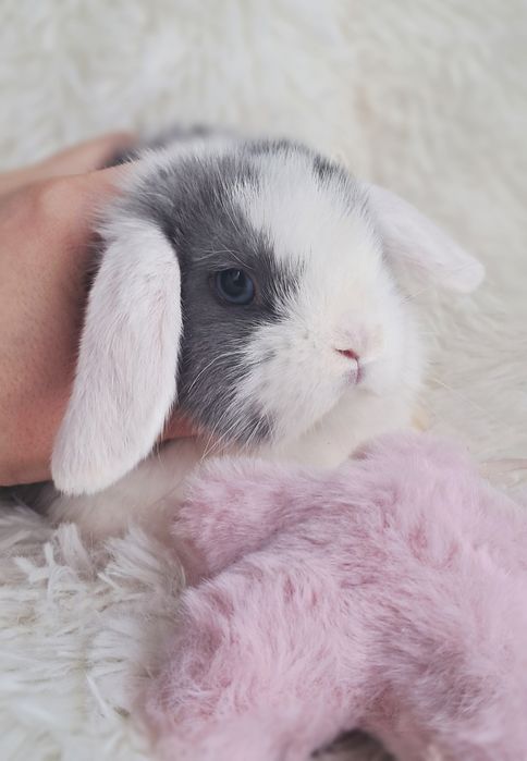 Do odbioru Królik Mini lop z dokumentacją