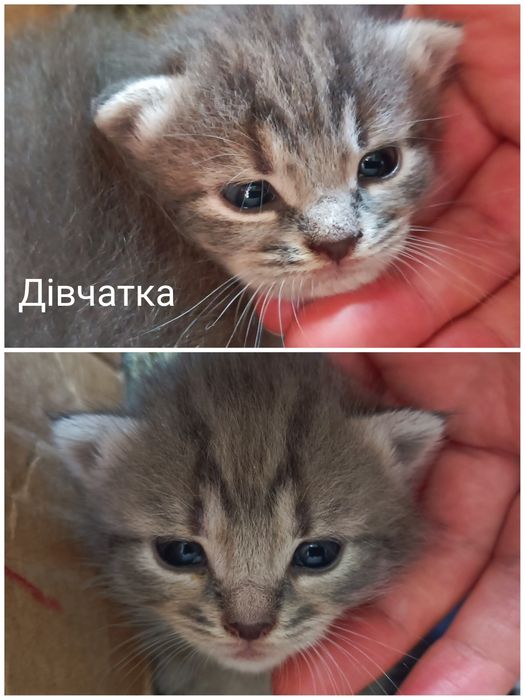 Кошенята напівбританці Готові переїхати в люблячу родину 
Як підростуть будуть готові переїхати в люблячу родину