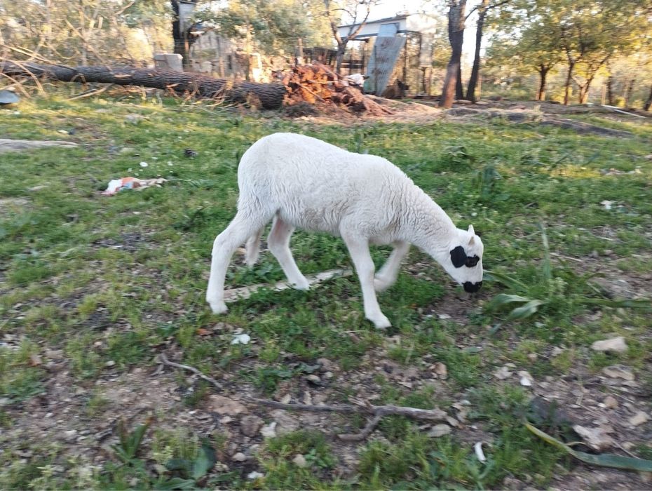 Vendo borregos algarvio macho