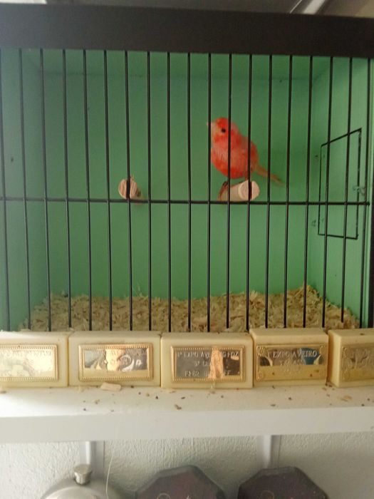 Cedo canarios machos