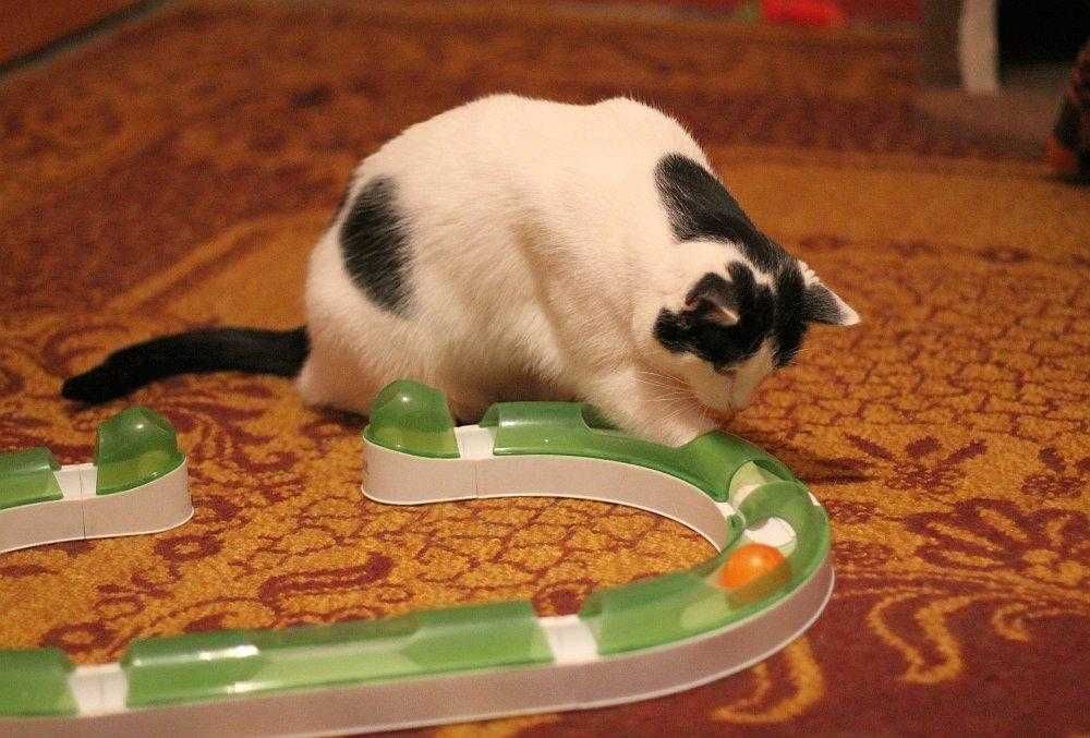 Amelka tak bardzo potrzebuje domku. Adoptuj!!