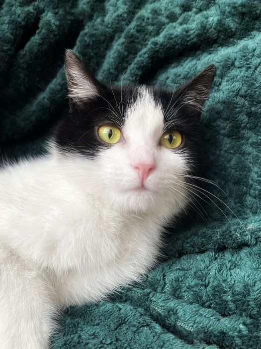 Łagodny Tokio szuka miłości :)