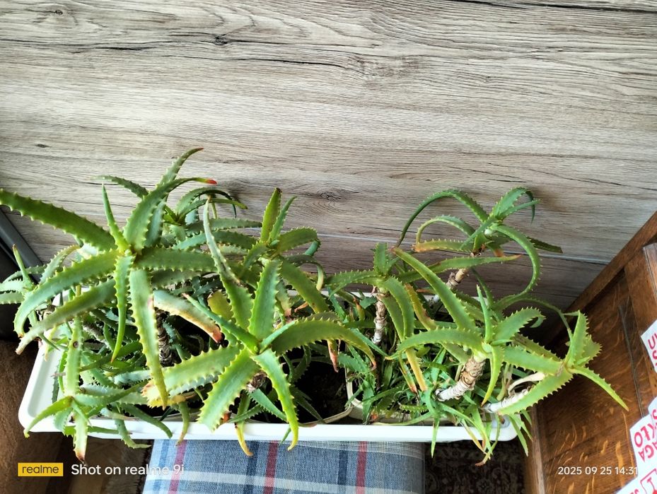 Rodzinka aloesów w jednej doniczce