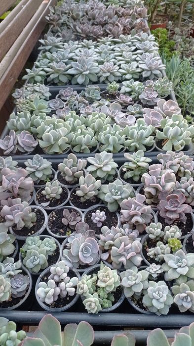 Сукуленти ехеверії, хрестовники,еоніуми, красули,делосперма,оскулярія