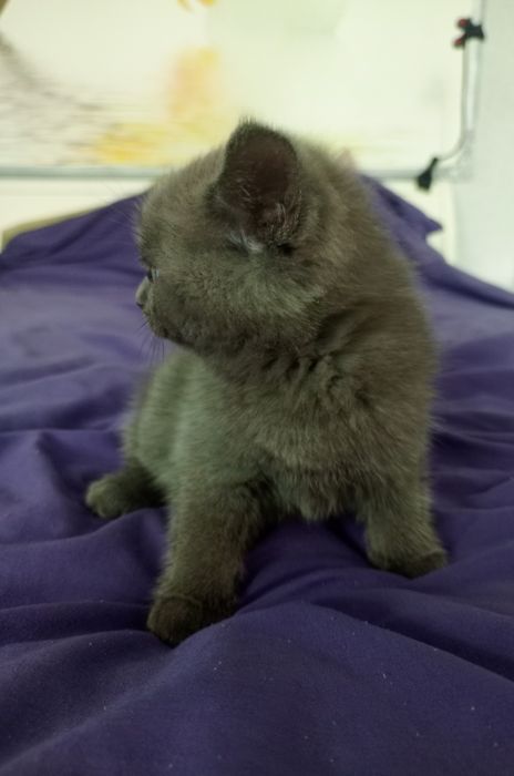 Кошеня шотландська вісловуха. Окрас блакитний.