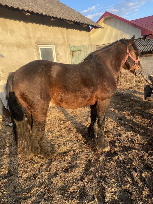 Продам одного коня з трьох на вибір