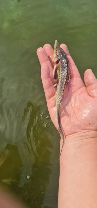 Зарибок для вашого става