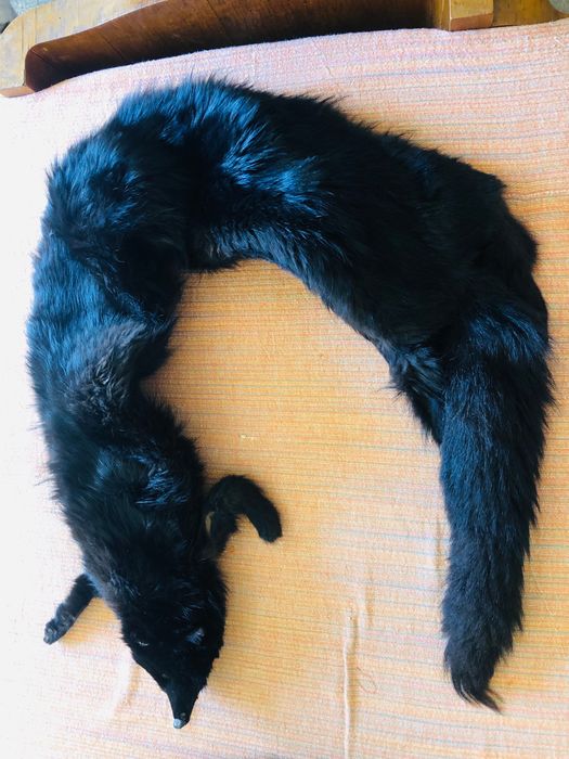 Gola raposa VERDADEIRA