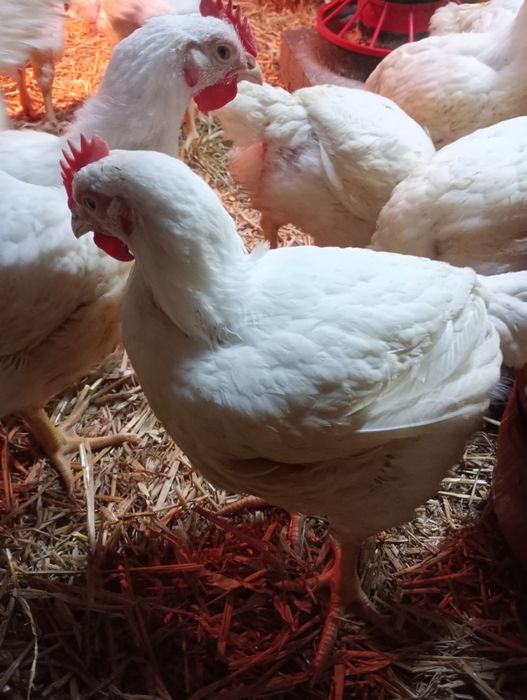 Świeże  brojlery wiejskie