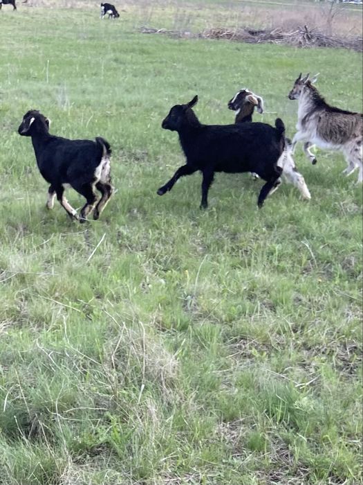 Козлята и козочки